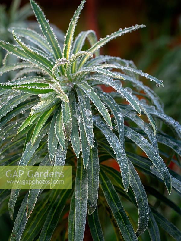 Euphorbia characias subsp. wulfenii - Mediterranean spurge winter frost December