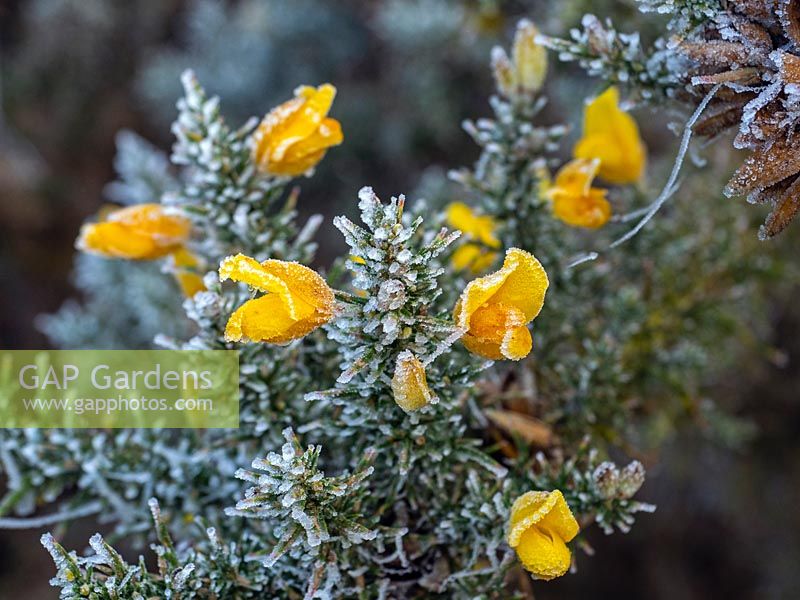 Ulex europaeus - Frost covered Gorse flowers