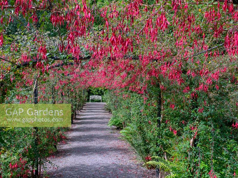 Fuchsia archway leading towards a painted bench
Walled Garden in Penrhyn Castle, Bangor, Gwynedd, North Wales