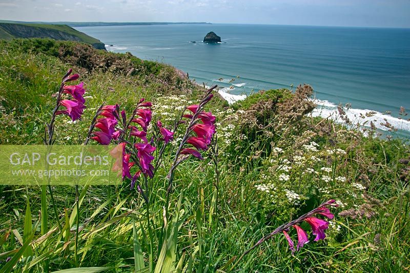 Gladiolus illyricus Wild gladiolus growing on Cornish coast 