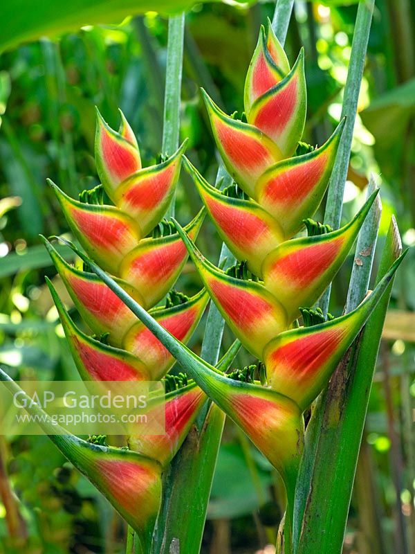 Heliconia wagneriana - Rainbow Plant, Lobster-Claw, Easter Heliconia in Costa Rica  March