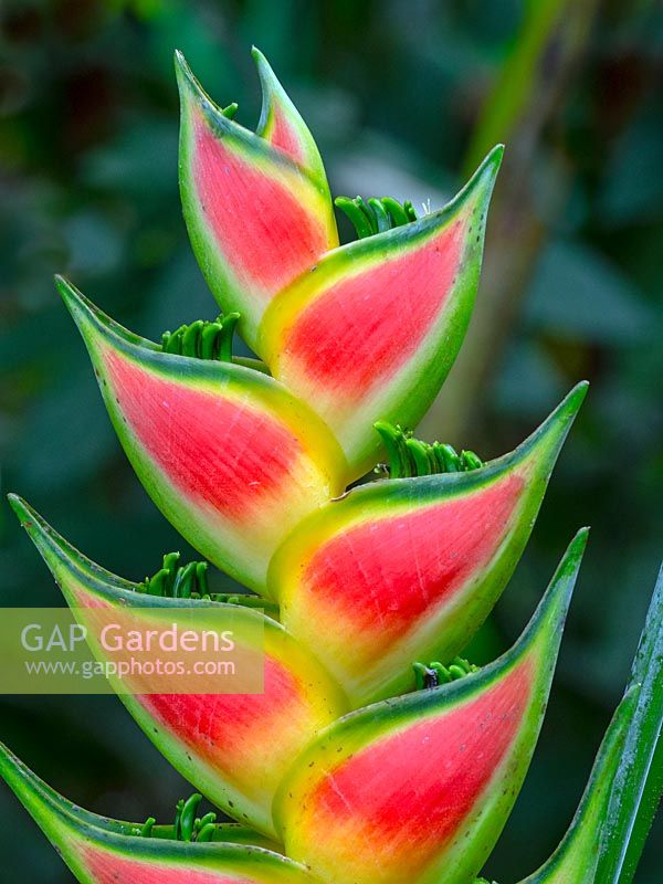 Heliconia wagneriana - Rainbow Plant, Lobster-Claw, Easter Heliconia in Costa Rica 