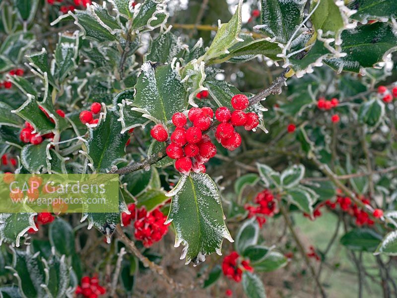 Ilex aquifolium Wild Holly with covering of frost