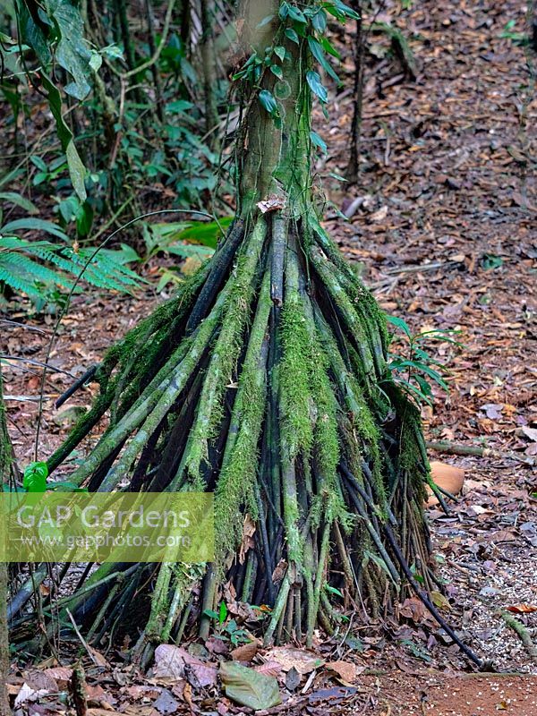 Iriartea deltoidea Walking palm in rain forest Costa Rica