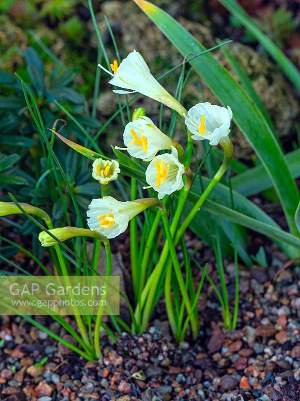 Narcissus cantabricus - White hoop petticoat daffodil Old Vicarage East Ruston Norfolk