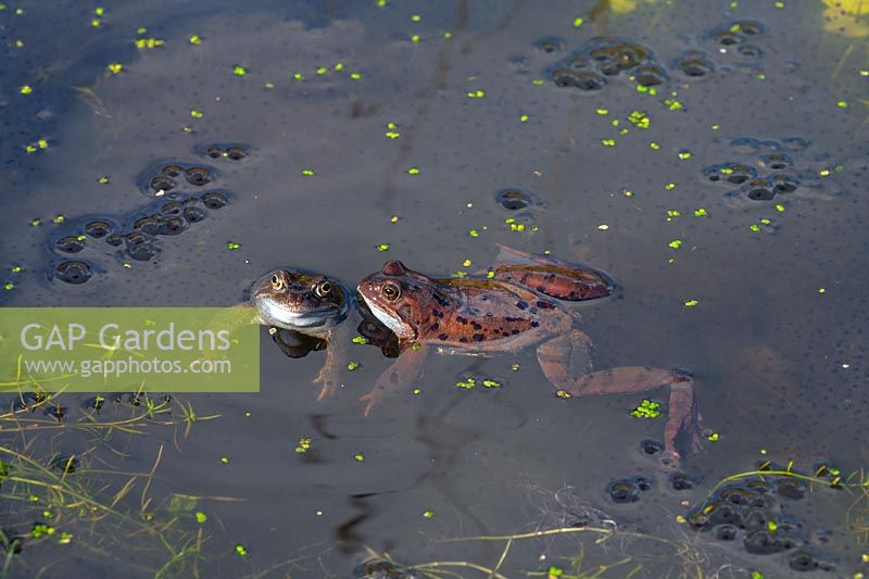 Rana temporaria - Common frogs in garden pond at spawning time early spring