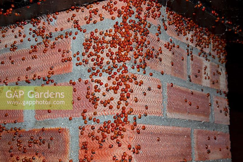 Seven-spot Ladybird - Coccinella septempunctata clustered on brick wall