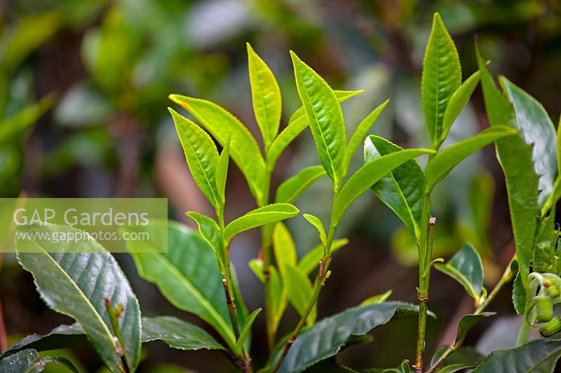 Camellia sinensis in a Sri Lankai tea plantation