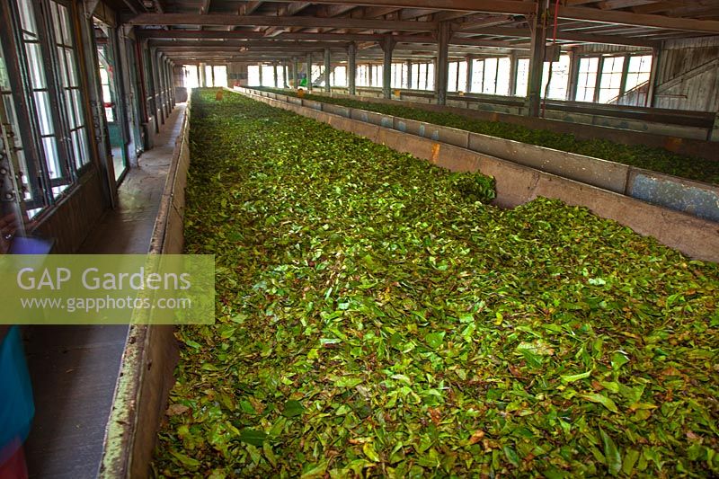 Tea leaves - Camellia sinensis being dried in a Sri Lankai tea plantation