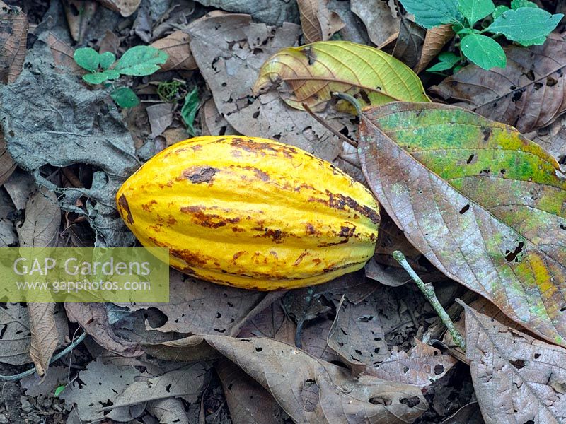Theobroma cacao - Cocoa fallen seed pod in plantation Costa Rica