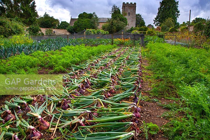 Vegetable garden with Red Onions 'Red Baron' laid out to dry and carrots Waterperry Garden, Oxfordshire 