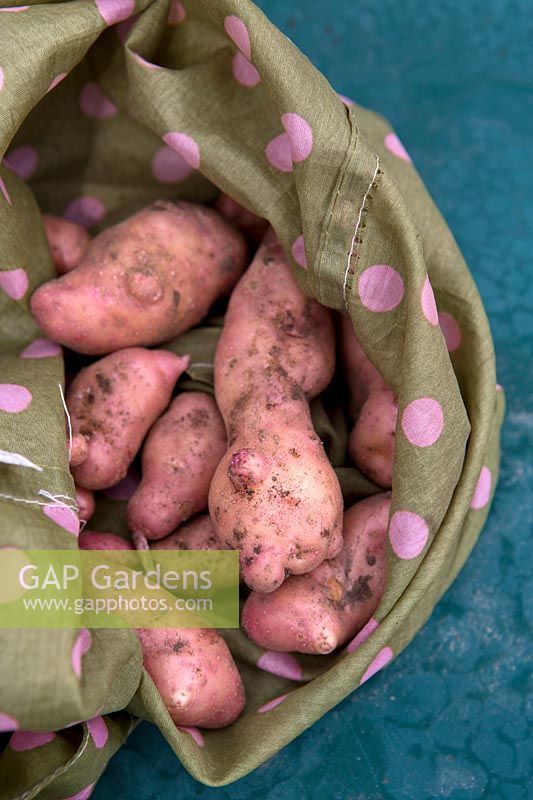 Harvested Potato 'Pink Fir Apple'