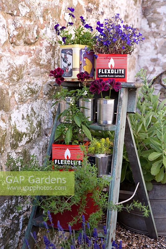 Different plants in re-used containers on wooden stepladder