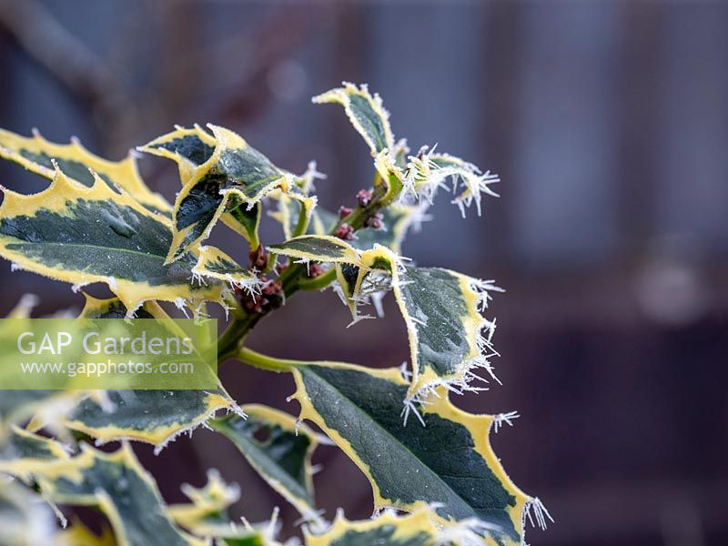 Variegated Ilex with frost