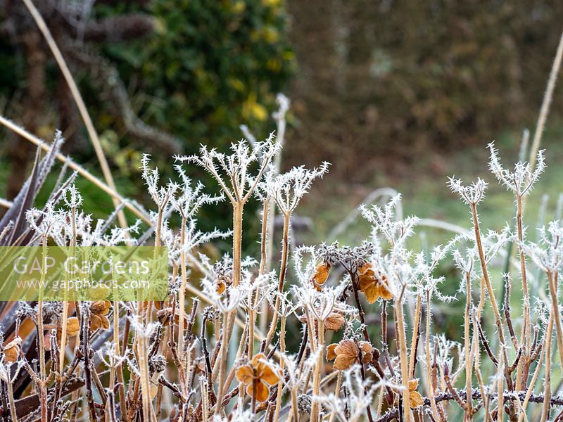 Frosted winter structures in the garden with dried Hydranga flowers