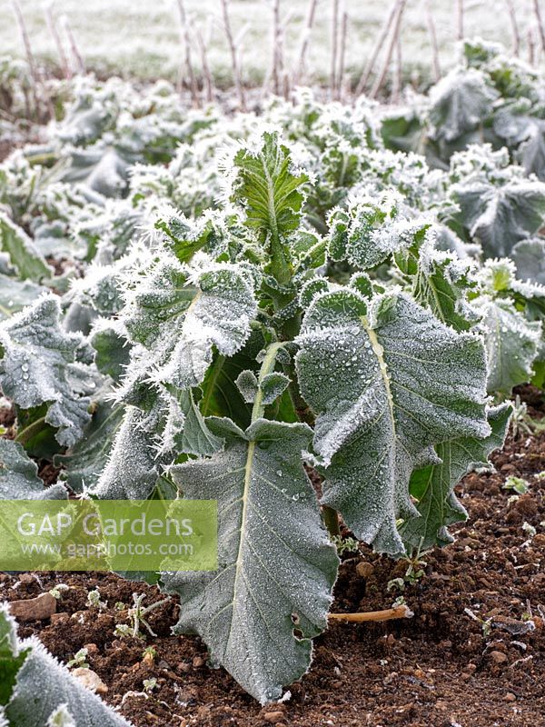 Frosted purple sprouting broccoli plants