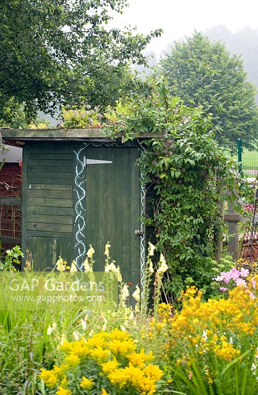 Allotment shed with green roof of sedum etc, door outlined with white stencil