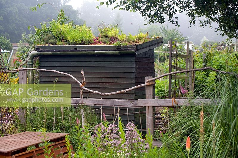 Allotment shed with green roof of mixed plants including sedum 