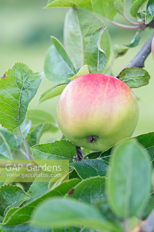 Malus 'Beauty of Moray' - Scottish heritage apple variety 