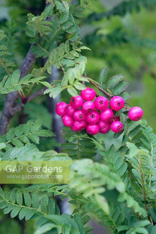 Sorbus 'Glendoick Spire', berries and foliage