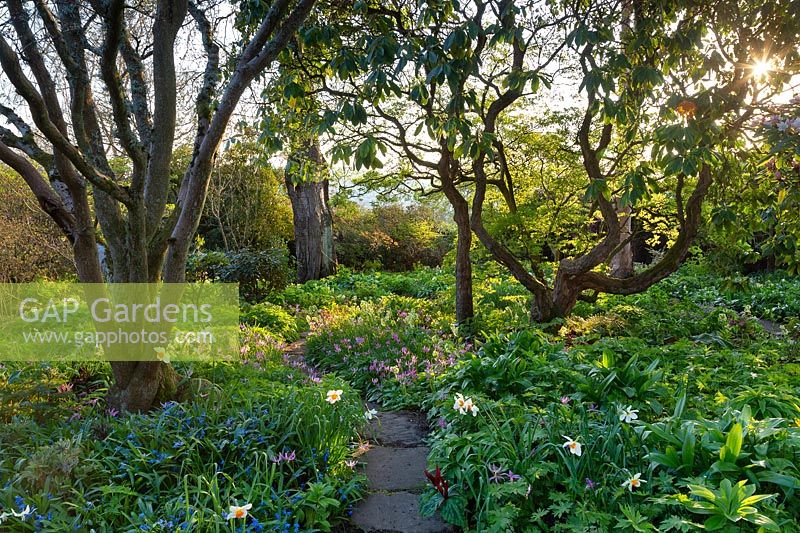 Woodland path lined with spring bulbs including erythroniums, daffodils and primula
