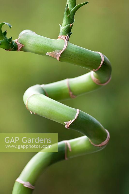 Bamboo stem shaped as Gardening Alphabet Number 3. 