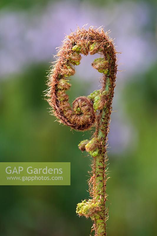 Fern frond: Gardening Alphabet Number 9