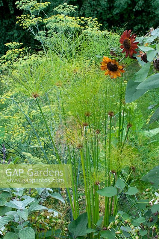 Cyperus papyrus with Helianthus annuus