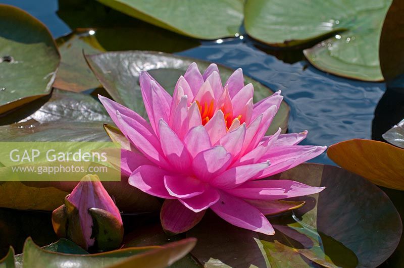 Nymphaea spp. - Waterlily