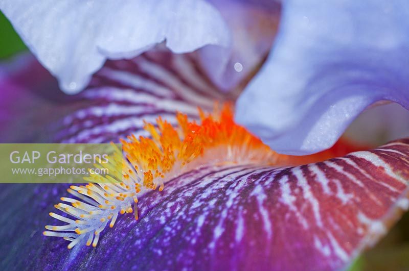 Iris germanica - Bearded Iris
