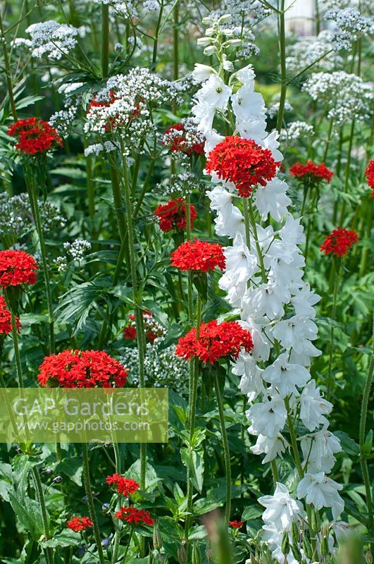 Mixed summer border with white delphiniums and red Verbena 
