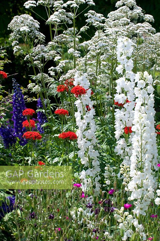 Mixed summer border with Heracleum, white delphiniums and red Verbena