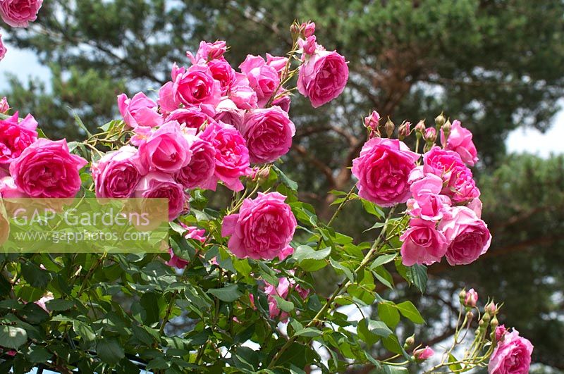 Rosa 'Pink Cloud' - Rose 'Pink Cloud'