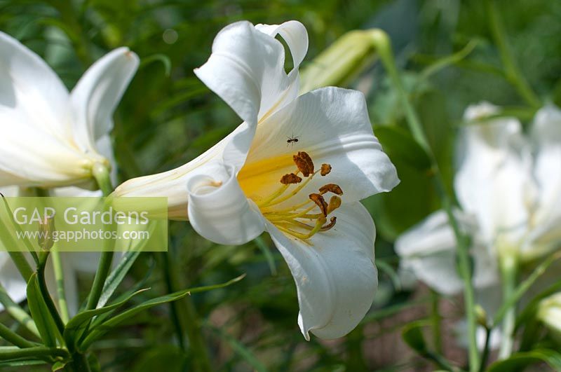 Lilium regale - Regal lily