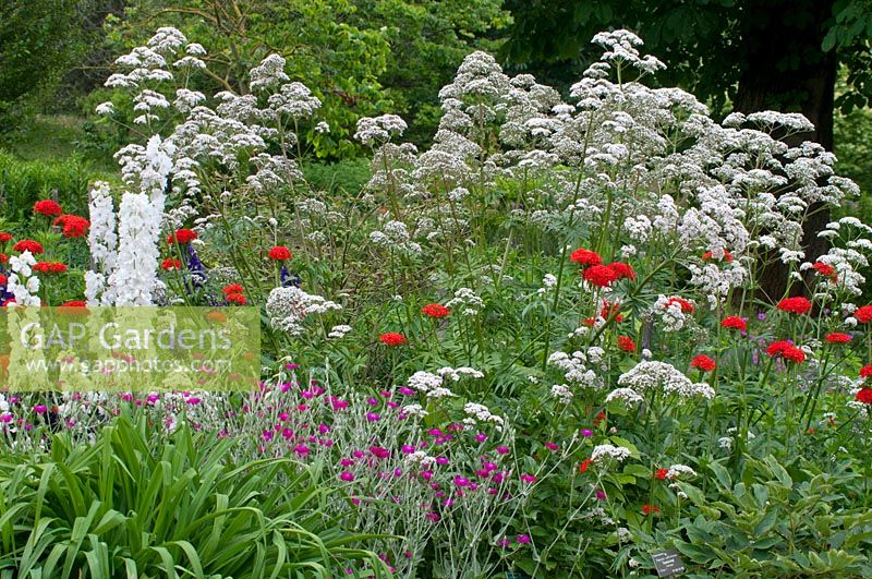 Mixed summer border in whites, red and pinks with delphiniums, Verbena, Heracleum and Lychnis coronaria.
