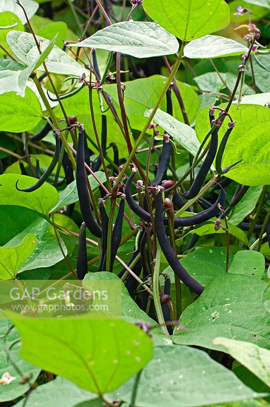 Phaseolus vulgaris - Haricot bean 'Purple Tepee' 