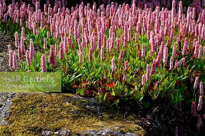 Persicaria affinis 'Donald Lowndes' - Knotweed 'Donald Lowndes'