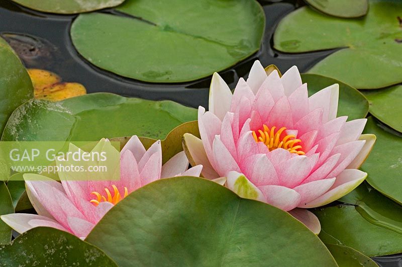 Nymphaea x 'Norma Gedye' - Waterlily 