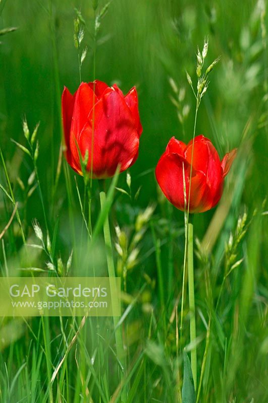 Tulips naturalised in grass