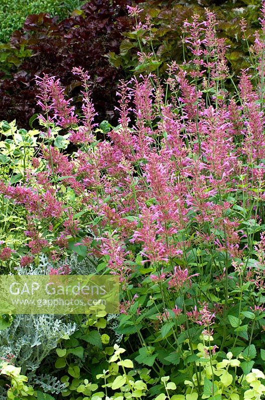 Agastache mexicana - Mexican giant hyssop