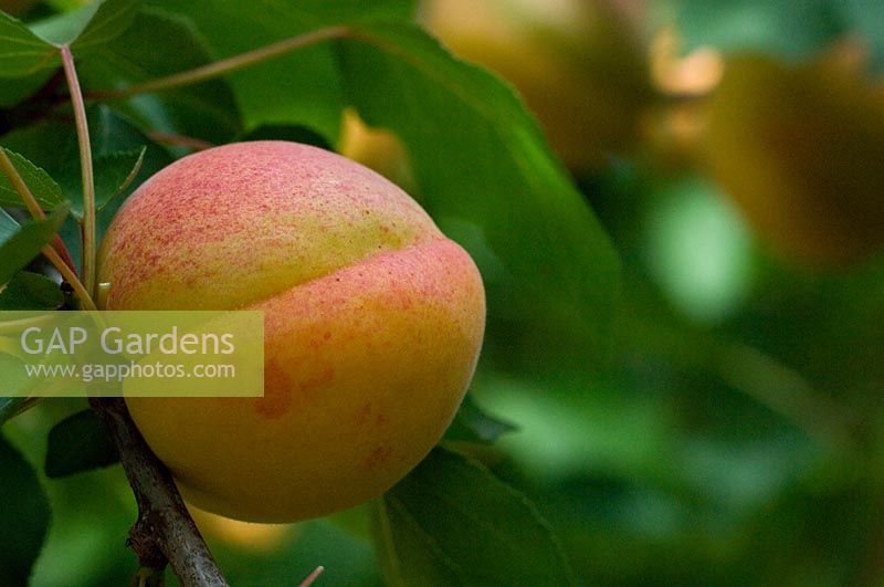Prunus armeniaca - Abricot 'Bergeron' sur l'arbre' - Apricot 