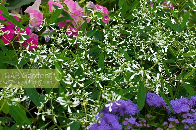 Euphorbia hypericifolia Diamond Frost 'Inneuphe' - Spurge 'Diamond Frost'