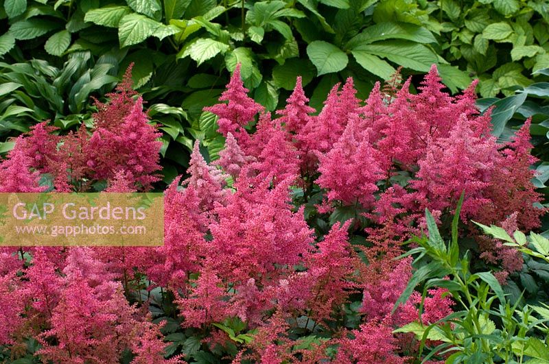 Astilbe japonica 'Laura'