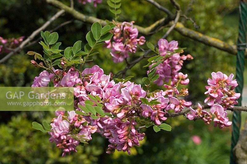 Robinia hispidarose - Rose acacia