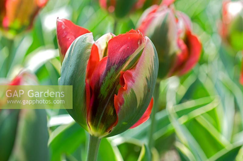 Tulipa - Viridiflora tulip 
