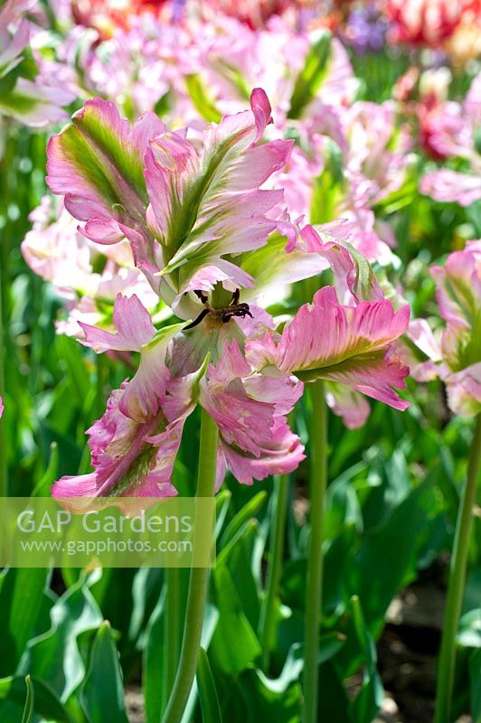 Tulipa - Tulip with open flower 