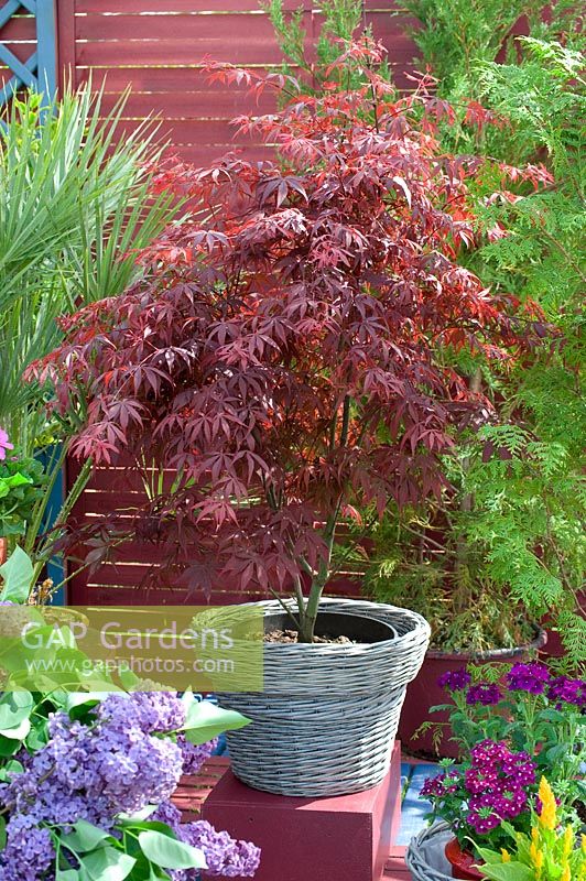 Acer palmatum - Japanese Maple potted in wicker container