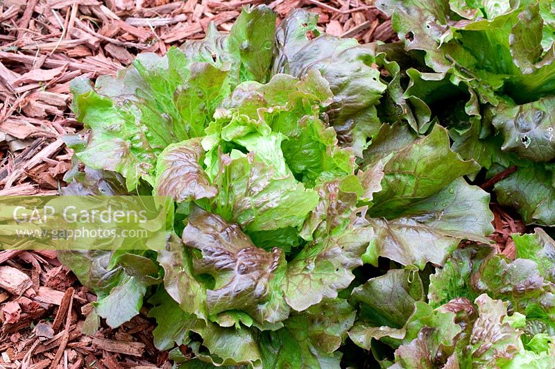 Lettuce, salad leaves 