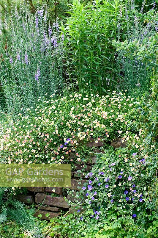 Mixed summer border with Erigeron karvinskianus - Mexican Fleabane and Convolvulus spilling over retaining wall. 