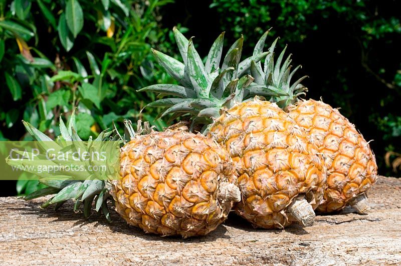 Harvested pineapples - Ananas comosus